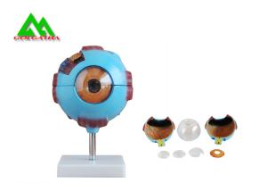 China Medical 3D Anatomical Eye Model , Human Eyeball Anatomy Model on sale