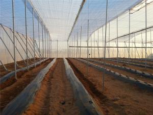 25 * 50 Mesh Insect Protection Netting High Tensile Strength For Pest Control