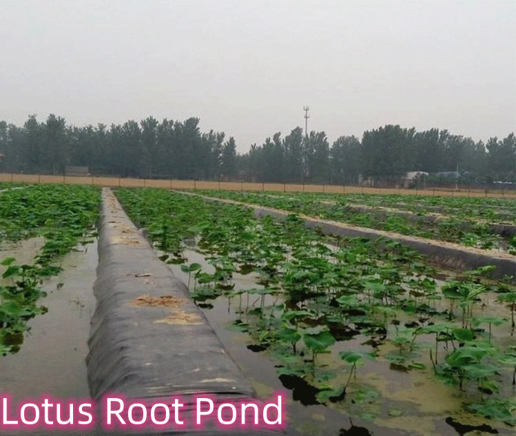 Modern Design 2mm HDPE Double Smooth Geomembrane for Biogas Digesters Double Smooth