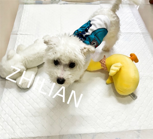 350mm 900mm Length Pet Pad Machine 170 m/min