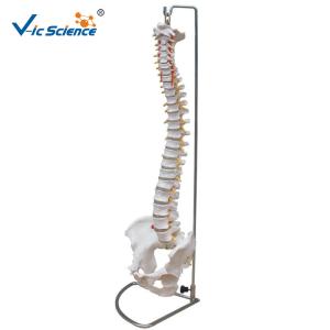 Buy cheap Vertebral Column Anatomical Skeleton Model With Pelvis And Painted Muscles product