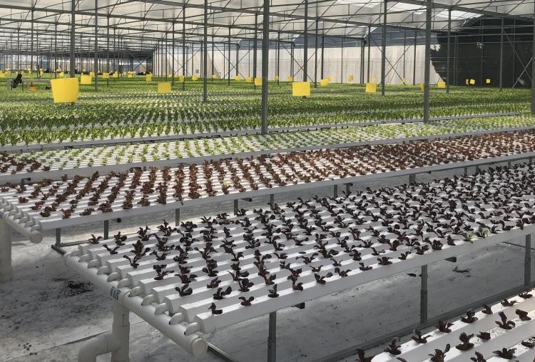Water Saving NFT Hydroponic System Solution For Home And Commercial Use