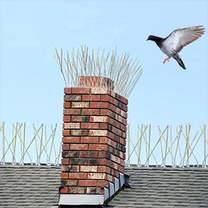 Quality Easy to Install Bird Spikes The Ideal Solution for Pest Control for sale