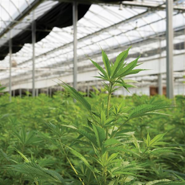 30x100 Meters Agricultural Dep Greenhouse Blackout System For Hemps Growing