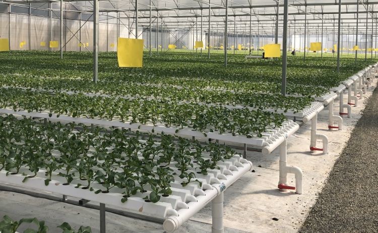Water Saving NFT Hydroponic System Solution For Home And Commercial Use