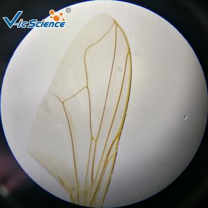 Buy cheap Experimental Teaching Microbial Prepared Microscope Slides 15 Pcs / Set product