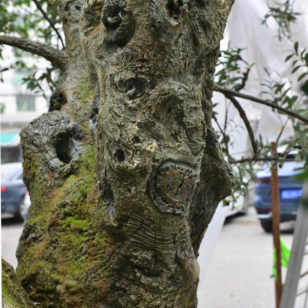 UV-Resistant large 5m customized olive tree artificial with Trunk Realism Realistic Fruits for Hotel Lobbies & Resorts Shopping Mall Luxury Villas
