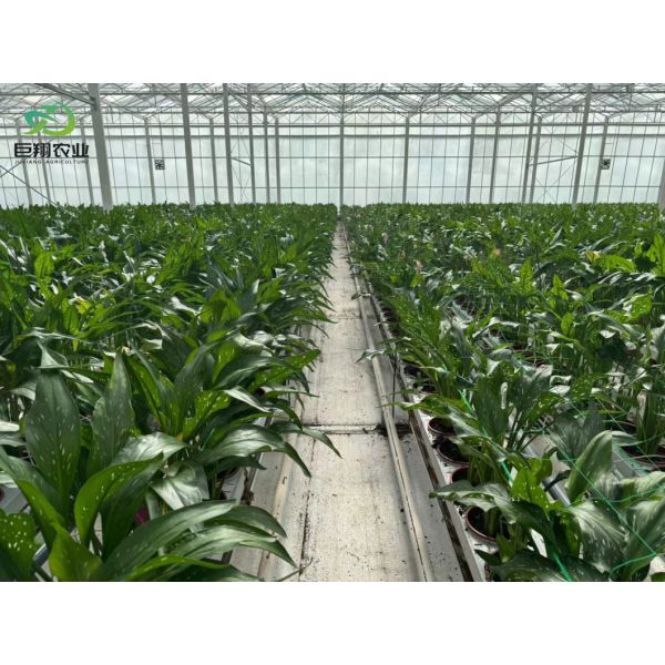 Drip Irrigation Glass Greenhouse Hydroponics System for Vegetables