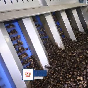 Buy cheap 15 - 18 Chestnuts Nuts Sorting Machine High Capacity Enchaned Productivity product