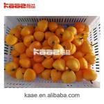 Sus304 Persimmon Dryer Persimmon Stemming Machine For Persimmon Processing Line