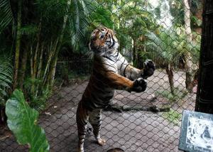 Inox Kotted Zoo Wire Mesh Flexible Netting Customized Size For Tiger