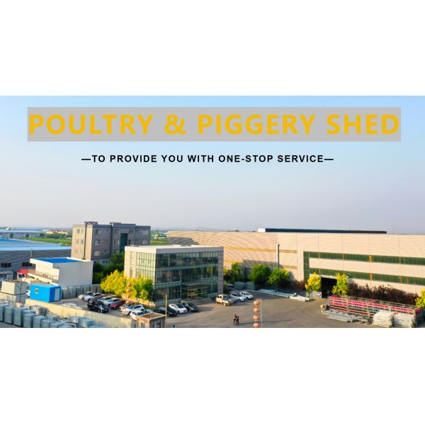 Easy Operate Automatic Poultry Farm Equipment A Type Laying Hen Cages