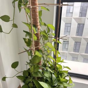 Buy cheap Dry Straight 60cm To 595cm Big Bamboo Poles Natural Color product
