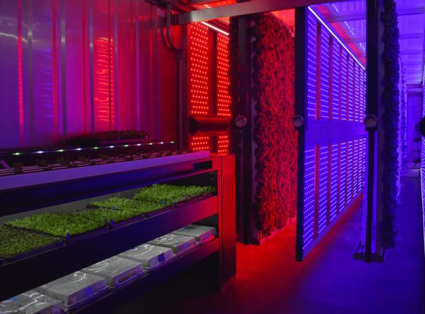 Quality High Intensity LED Grow Lights White 120° Beam Angle 100W Full Spectrum LED for sale