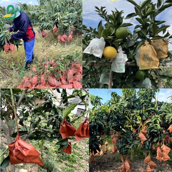 30gsm Glossy Black Mango Protection Bag Paper Single Side Glossy Inner Layer for Sunproof Fruit Cover Roll 30gsm Glossy Black Mango Protection Bag Paper Single Side Glossy Inner Layer for Sunproof Fruit Cover Roll