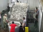 1Ton-5Ton Fish / Shrimp Grading Machine Shrimp/Fish Sorting MachineHigh Sorting