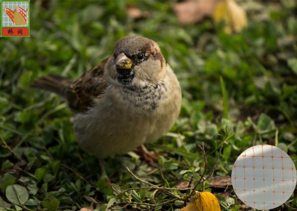 Quality Anti Bird Garden Mesh Netting For Plants , BOP Bird Prevention Netting for sale