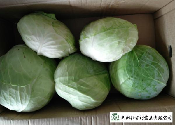 Quality Cold Tolerant Common Cabbage Vegetable Low Calories Easy Store Fit Wholesaler for sale
