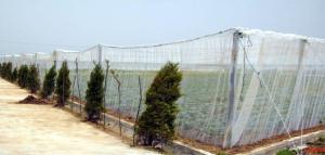Buy cheap Hdpe Insect Proof Net / Greenhouse Plastic Anti Insect Netting product