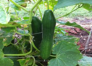 Buy cheap Plant Climbing Net Vegetable Grow Up Support Net product