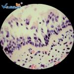 Biological Prepared Pathology Microscope Slides Medical Training Slides