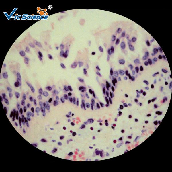 Quality Biological Prepared Pathology Microscope Slides Medical Training Slides for sale