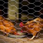 High Quality Galvanized Hexagonal Mesh Fence Chicken Wire Mesh Rolls