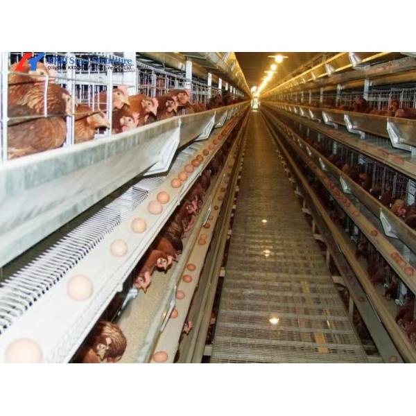 Modern Poultry Cage Customized Hot Dip Galvanized Steel Layer Poultry Cages