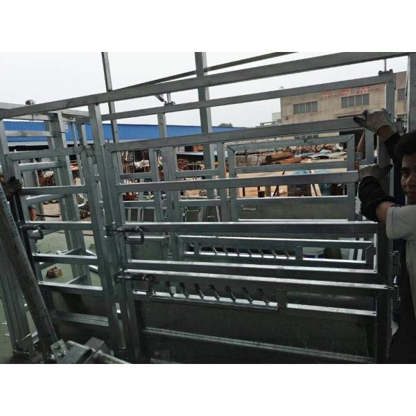 horse cattle panels
