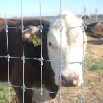 Latest Design Superior Quality Cattle net pasture fence angle iron post