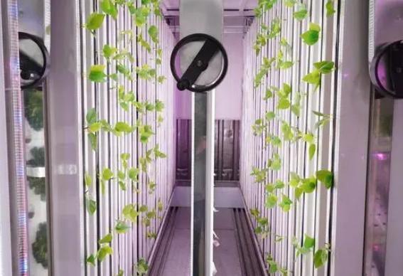 Shipping Container Leafy Vegetable Greenhouse