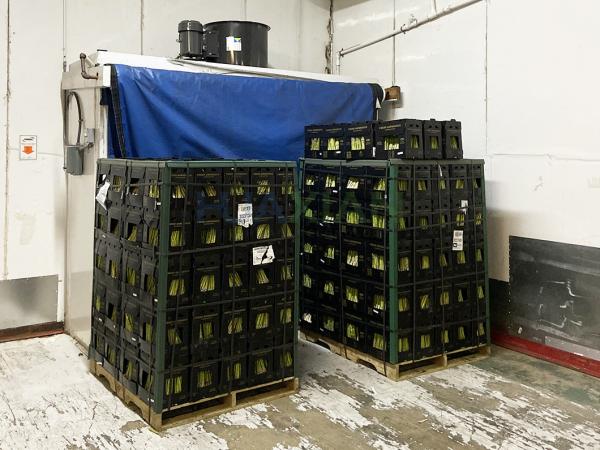 Quality 15kw Forced Air Cooler 18 Tons Capacity Precool Vegetables And Fruits for sale