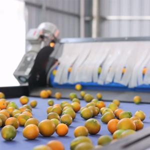 Buy cheap Computer Control Stainless Steel Kumquat Sorting Machine 380V / 50Hz product