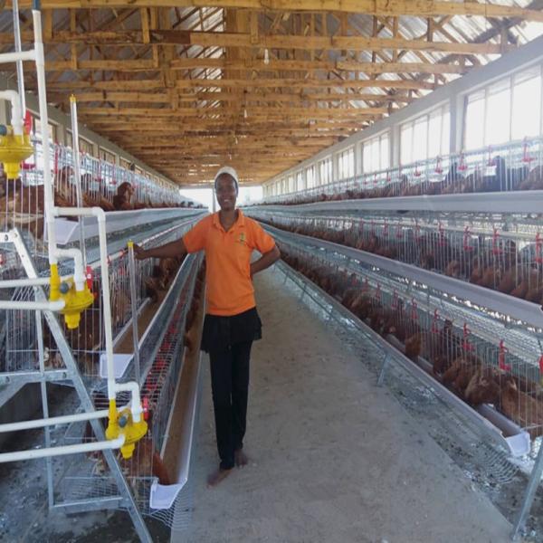 Quality A Type Layer Egg Laying Chicken Cage 160 Birds With Automatic Feeding System for sale