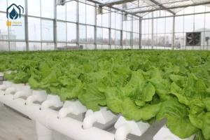 Buy cheap NFT Hydroponic Grow Pipe System For Lettuce And Herbs With Hydroponic NFT Pipe product