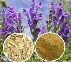 Radix isatidis P.E. with manufacture quality garantee, Antibacterial anti-inflammatory, Yucca Extract