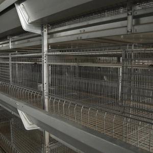 CE Livestock 50000 Birds Automatic Layer Poultry Equipment Trolley Feeding