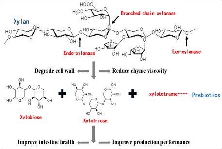 Xylanase Enzyme with Extended pH Tolerance Animal Immunity improvement