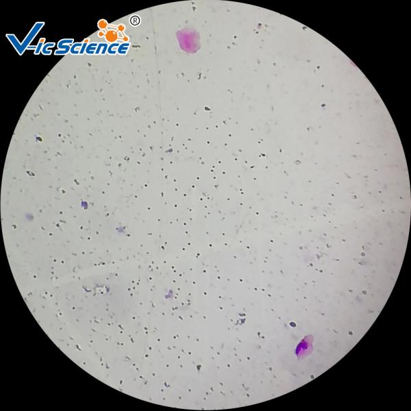 Quality Professional Identifying Histology Slides 50pcs Human Histology Slides for sale