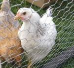 Wholesale Customized Good Quality cattle, sheep and pigs fence twisted flower
