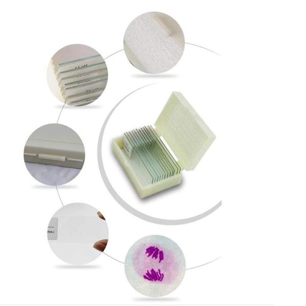 Quality Medical Lab 12pcs Prepared Botany Slides On Plant Research for sale