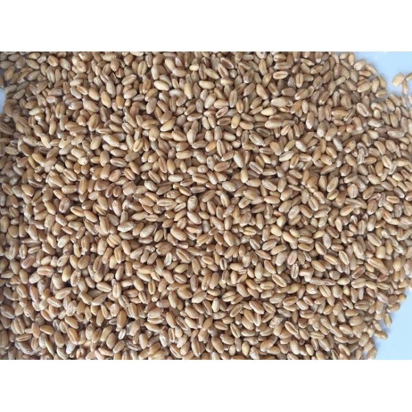 Intelligence Low Damage Optical Wheat Color Sorter