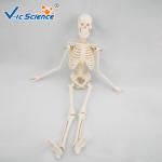 45cm Mini Anatomical Skeleton Model Anatomically Correct Skeleton 3d Model
