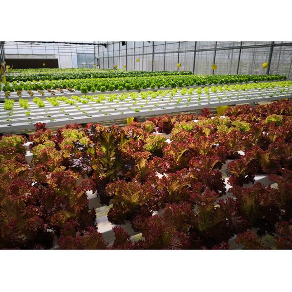 High Density NFT Hydroponics System Fast Harvest Cycle Automatic Control