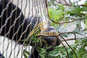 Buy cheap Anping flexible stainless steel cable mesh,diamond mesh fence wire fencing product