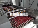 Turnkey Dates Processing Machinery Palm Dates Sorting Drying Washing Dates