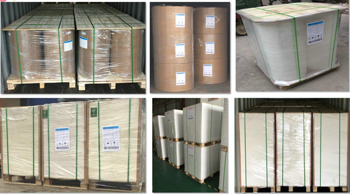 Food Grade PE Or PLA Coated White Based Paper Board Rolls For Paper Cups