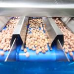 360 Degree Rotational Scanning Lotus Seed Sorting And Grading Machine 8 Channels