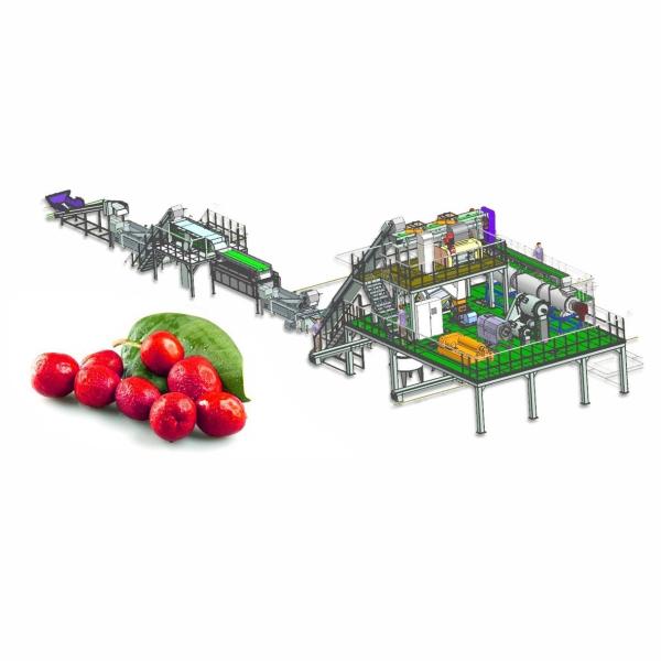 Quality Automatic Jujube Processing Line 50T/H  Extraction And Beating for sale