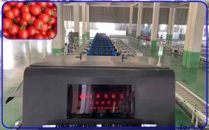 Buy cheap High Yield Auto Tomato Sorting Machine 4 Channel Intelligent For 12 - 15 T/H product